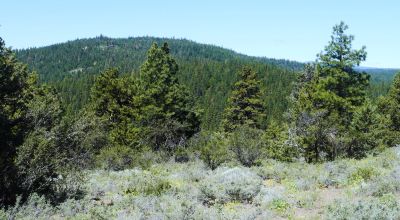 Heavily Treed * Huge Views To The West