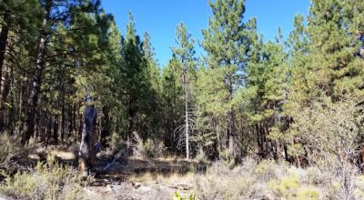 Privacy  *Trees * Southern Oregon Ferguson Mountain * OWF