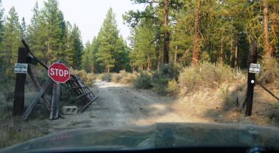 Pristine Forest land - Heavily treed - Park like settings - 2 adjoining parcels  - 40 total acres