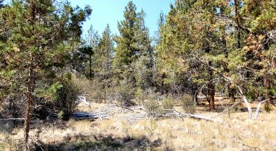 Forest like settings near Bly Mountain Pass * Mobiles, modulars, site-builds allowed