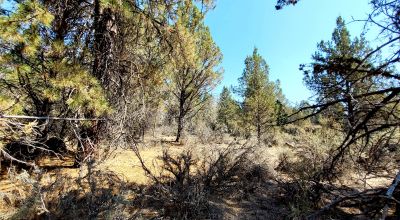 Southerly facing parcel above Sprague River Valley *  TREES