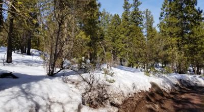 Lots of Trees - Large parcel near Bly Mountain Pass Oregon