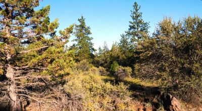 Adjoins Forest Service lands  3 treed lots * 2 together & 1 lot separted by a lot. Buy 1 or 2