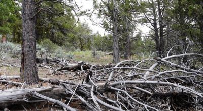 20 acres Oregon Forested Mountain land  near Lakeview & Drews Gap Summit