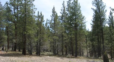 3 adjoining treed lots on cul de sac *