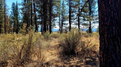 Park Like Settings on Over 2.5  acres Power at Property Line