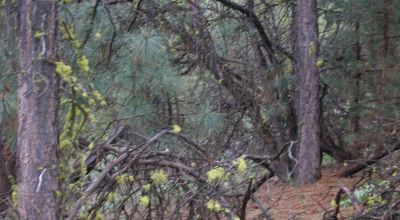 Forested Southern Oregon Property * Residential lot