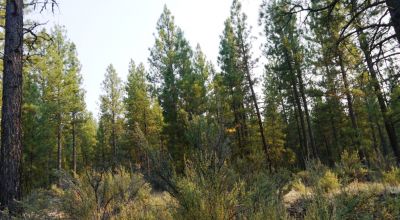 Pristine Forest land - Heavily treed - Park like settings - 2 adjoining parcels  - 40 total acres