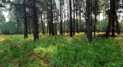 Private 481 acres - 3 sides Winema National Forest - Cooks Canyon - Pines Aspens Spruce Firs
