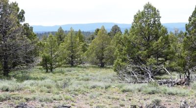 20 acres Oregon Forested Mountain land  near Lakeview & Drews Gap Summit