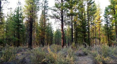 Pristine Forest land - Heavily treed - Park like settings - 2 adjoining parcels  - 40 total acres