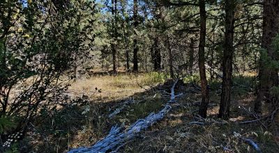 Trees - Meadows - Small Stream - Aspens