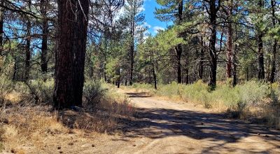 Park Like Settings on Over 2.5  acres Power at Property Line