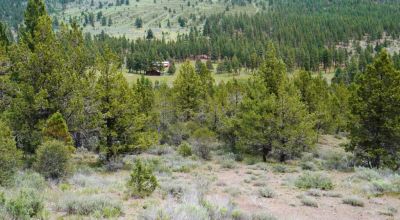 40 acre Forested parcel includes base of the hill and part of the hill - Views Trees