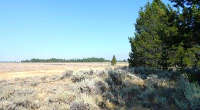 Remote - Island of Trees and Wet Weather Creek