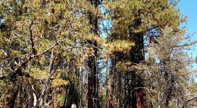 Forest like settings near Bly Mountain Pass * Mobiles, modulars, site-builds allowed