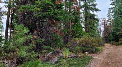 Near Bly Mountain Pass - Huge Trees, Huge Views - Residential Homesite in the trees