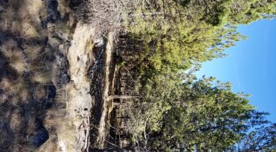 Privacy  *Trees * Southern Oregon Ferguson Mountain * OWF