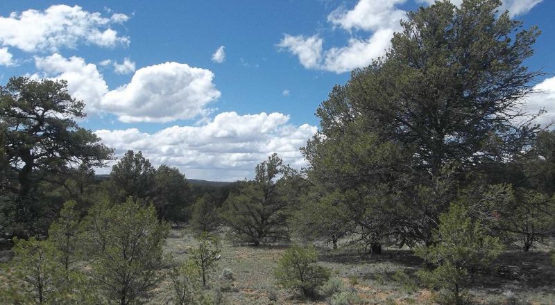 Candy Kitchen area New Mexico - Treed Parcel - Camp RV Build