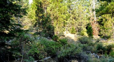 3 adjoining Lots - Trees Trees Trees - Quiet and Seclusion