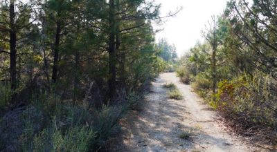 2 Adjoining Treed Lots - Privacy - Trees