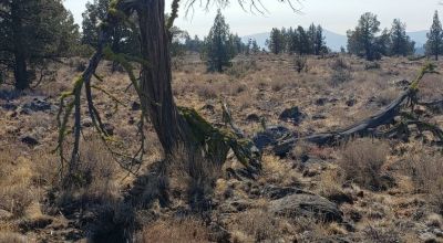 Remote Oregon wilderness. On Mesa near the Rim