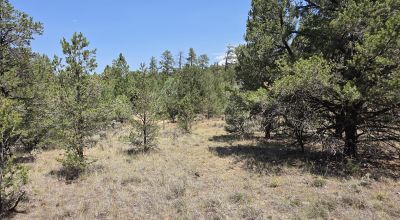 New Mexico Forested Mountain land - Borders Santa Fe National Forest & BLM Lands