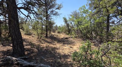 New Mexico Forested Mountain land - Borders Santa Fe National Forest & BLM Lands