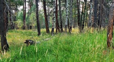 Private 481 acres - 3 sides Winema National Forest - Cooks Canyon - Pines Aspens Spruce Firs