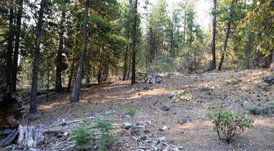 3 adjoining Lots - Trees Trees Trees - Quiet and Seclusion