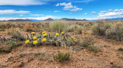 San Luis Valley Paradise! 80 Acres with Stunning Views
