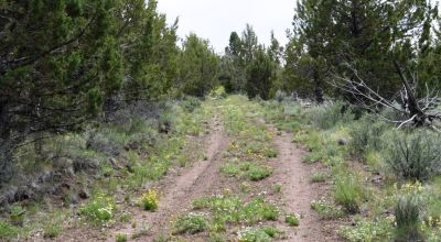 20 acres Oregon Forested Mountain land  near Lakeview & Drews Gap Summit
