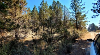 Southerly facing parcel above Sprague River Valley *  TREES