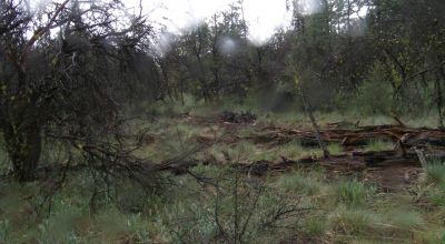 Forested Southern Oregon Property * Residential lot