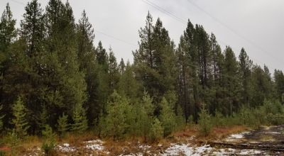 Pristine forest land with Crescent Creek - Trees - Meadows