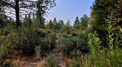 Private 481 acres - 3 sides Winema National Forest - Cooks Canyon - Pines Aspens Spruce Firs