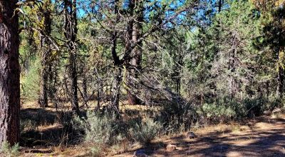 Trees - Meadows - Small Stream - Aspens