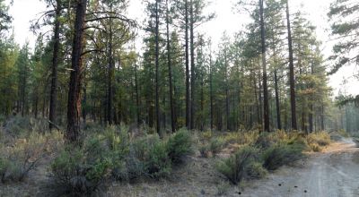 Pristine Forest land - Heavily treed - Park like settings - 2 adjoining parcels  - 40 total acres