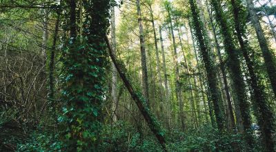 Buildable 0.56 Acre Forested Lot In The Heart of Lakewood, WA - Close to Lakes, Schools, Highway