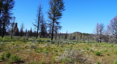 REDUCED * 2 adjoining lots Klamath County Oregon * burned in Fire several years ago.