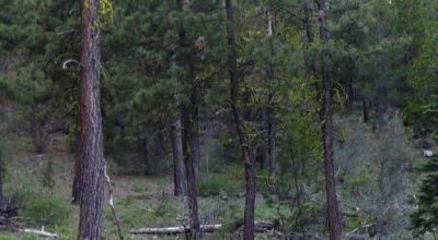 10 acres on the Hill with trees - Easterly Views - 15 miles to Lakeview Oregon