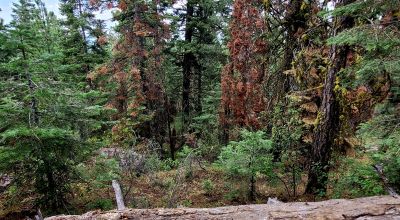 Near Bly Mountain Pass - Huge Trees, Huge Views - Residential Homesite in the trees