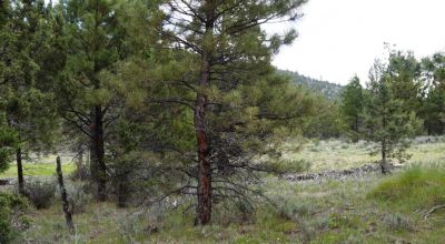 40 acre Forested parcel includes base of the hill and part of the hill - Views Trees