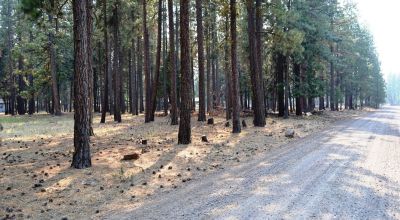 Keno Oregon Heavily Wooded Building Lot - Over One Acre - Power
