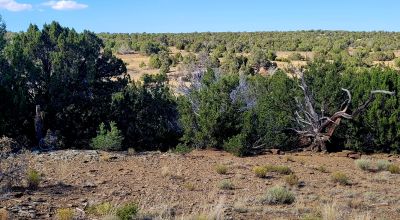 Treed Parcel - Arroyo at Back Property Line - Views - Near 2 Lakes