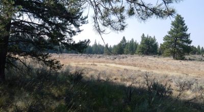 Remote - Island of Trees and Wet Weather Creek