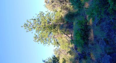 Adjoins Forest Service lands  3 treed lots * 2 together & 1 lot separted by a lot. Buy 1 or 2