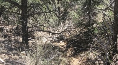 Santa Fe County New Mexico 5 acres in the Mountains - Seasonal Creeks