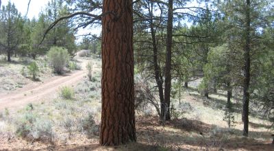 3 adjoining treed lots on cul de sac *