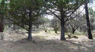 Forested Southern Oregon Property * Residential lot